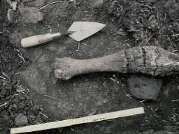 Articulated cattle bones