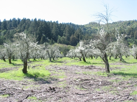 Sonoma Developmental Center Orchard (Jack London)