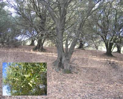 John Muir NHS historic olive orchard planted in the 1800s, Manzanillo variety shown in the insert photograph.