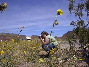 Kelly Long taking photos of Death Valley flowers, Spring Break 2005