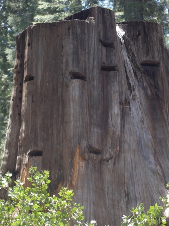 Enterprise Mill (operational 1897-1901) from the early pioneering logging industry left historic sequoia stumps.