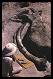 Image of mammoth elephant tusk