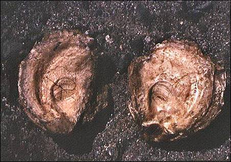 Image of clam shells