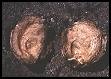 Image of clams