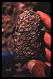 Image of corals