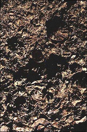 Image of oyster shell reefs