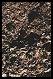 Image of oyster shell reefs