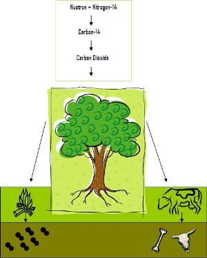 Radicarbon production graphic