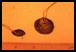 Pendant and shell bead