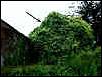 Image of ivy-covered tank