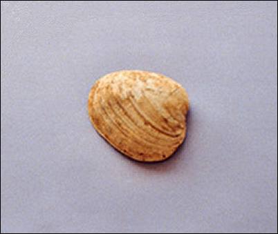 Image of clam