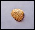 Image of clam