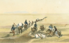 Southern leg drawing