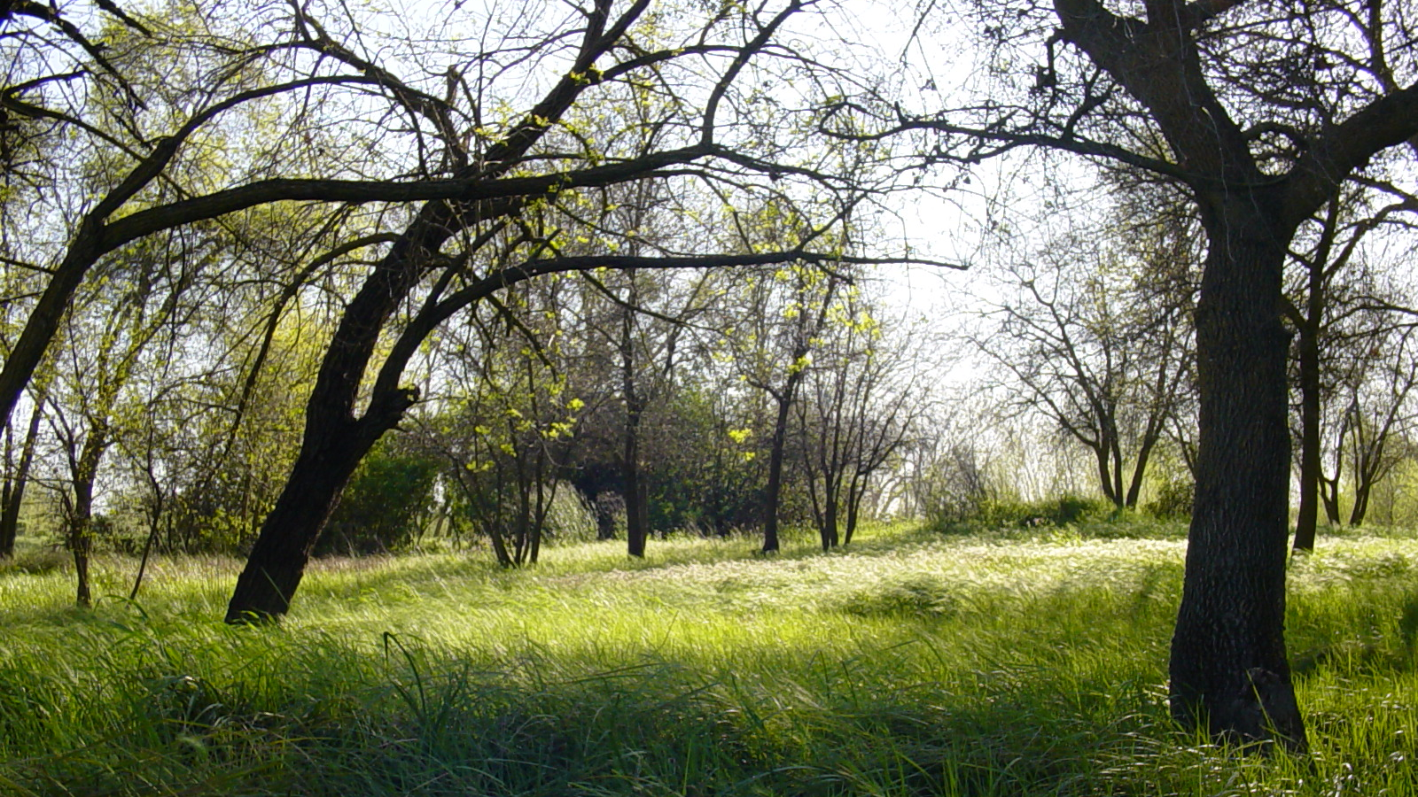CIHC Area 1