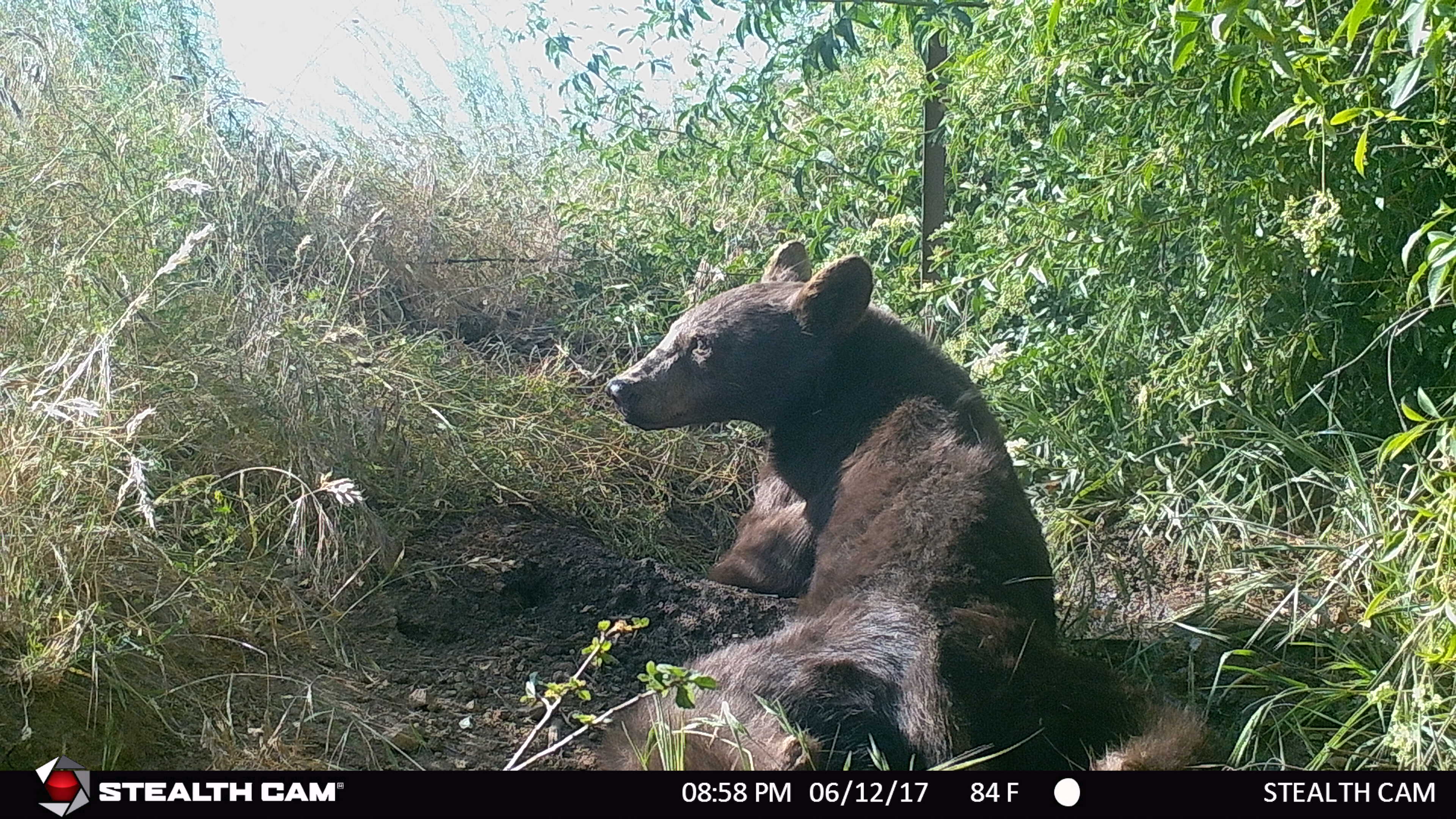 Bear