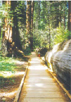 Nature Trail at Calaveras Big Trees SP