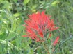 Castilleja affinis