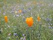 poppies