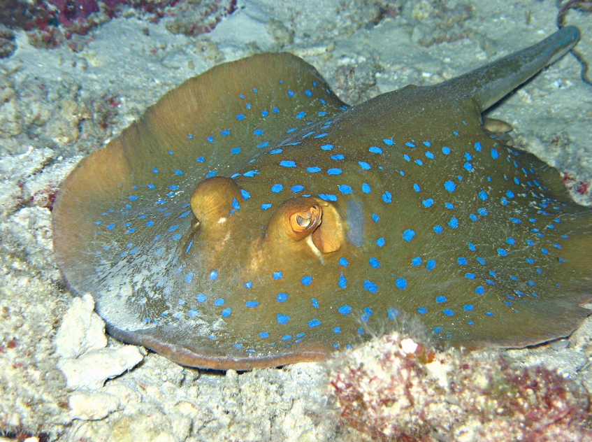 Stringray fish