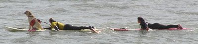 Lifeguards rescue a hapless dog that was trapped in a cove near Gaviota State Beach.
