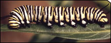 Caterpiller