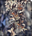 Butterfly group