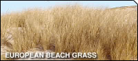 European Beach Grass