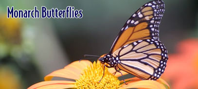 Monarch Butterfly