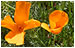 Poppies