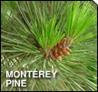 Monterey Pine