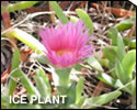 Iceplant