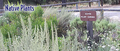 Native Plant Garden
