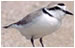 Plover