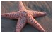Starfish