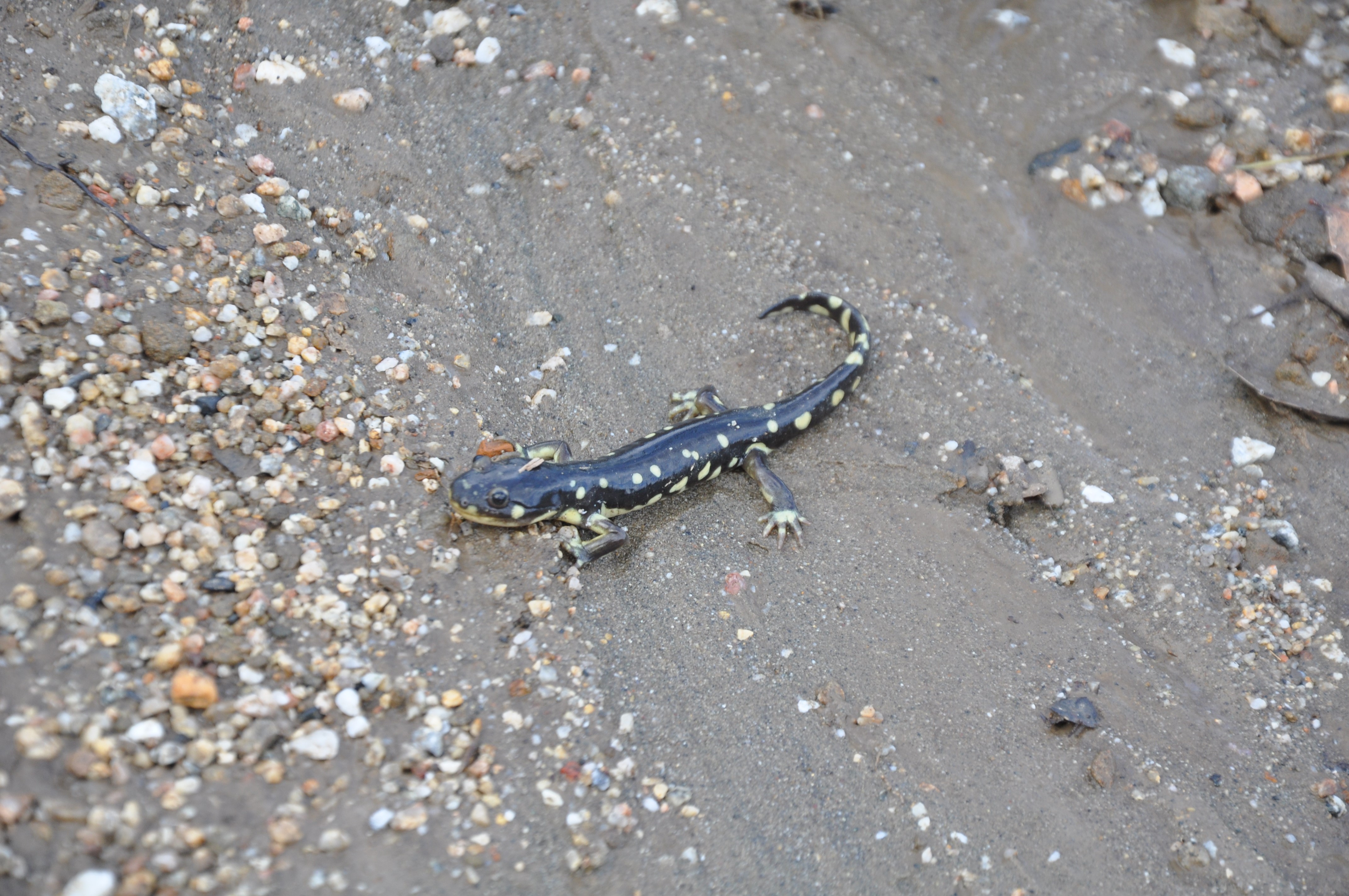 A tiger salamander
