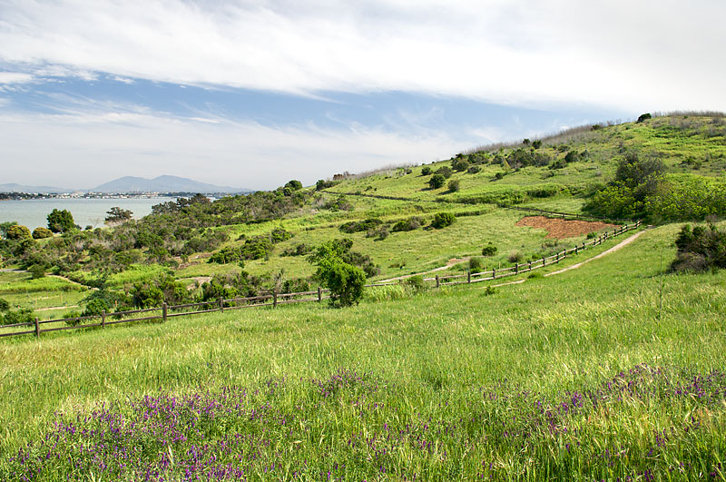 A meadow in Benicia SRA