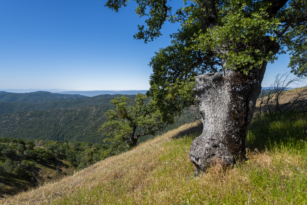 A tree on a ridge in the park