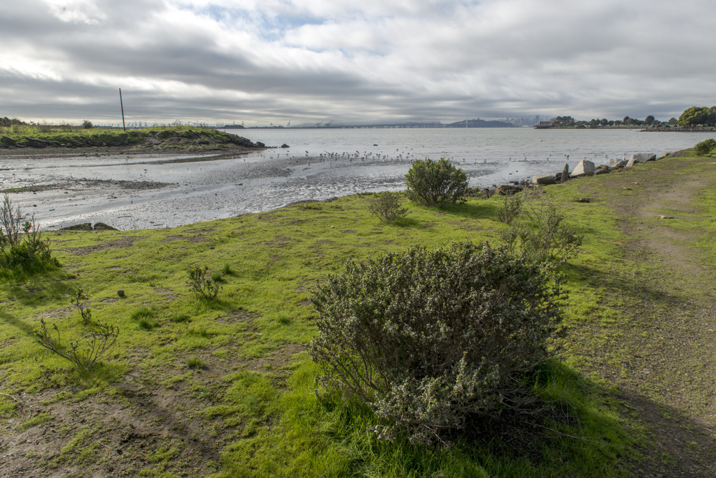 The coastline at McLaughlin Eastshore State Park The coastline at McLaughlin Eastshore State Park