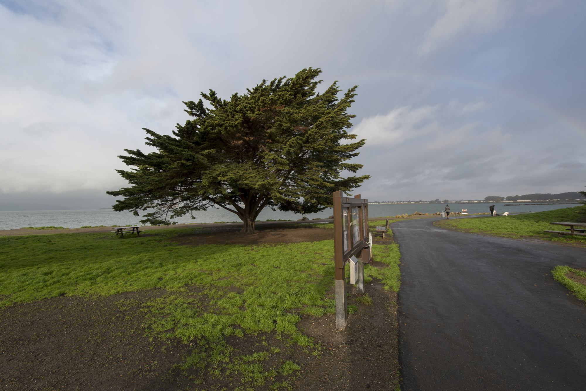 A tree growing by a road in a park