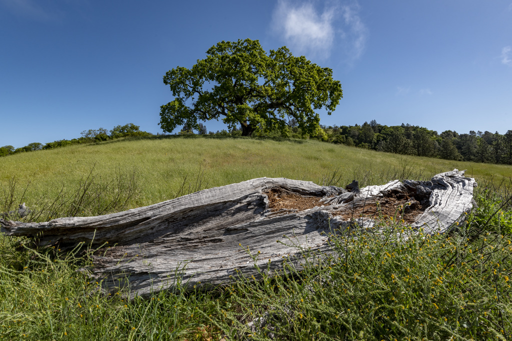 A log at Henry W. Coe State Park