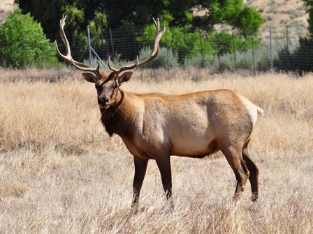 Tule Elk State Reserve
