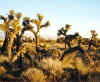Arthur B. Ripley Desert Woodland image