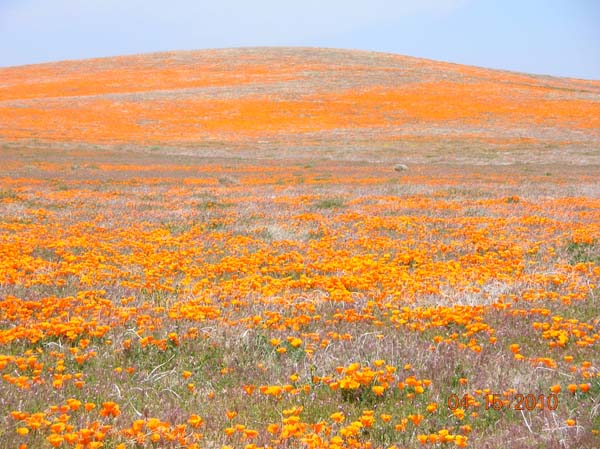 Poppy Reserve Image