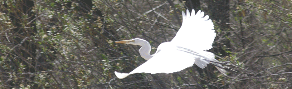 Egret Image