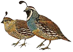 California Quail Image