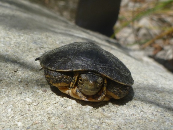 turtle turtle