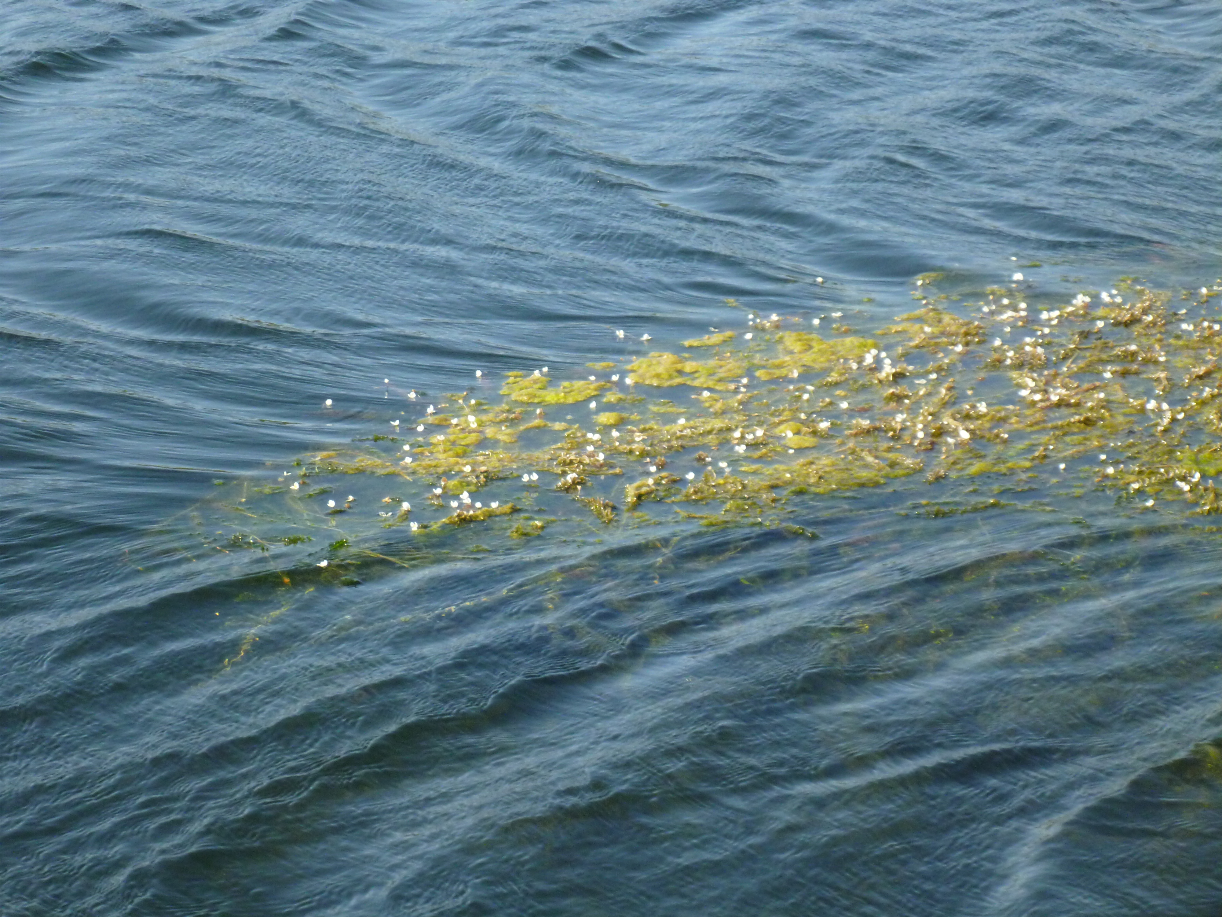 Aquatic Weeds