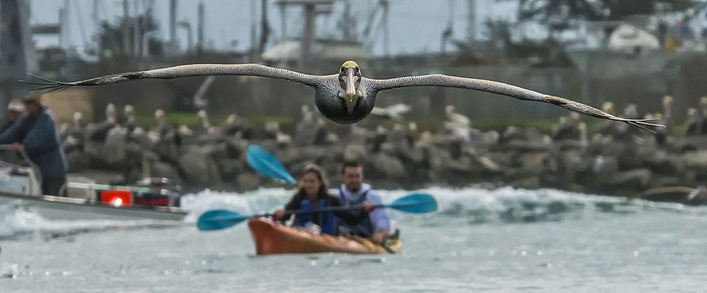 Bruckman_pelican