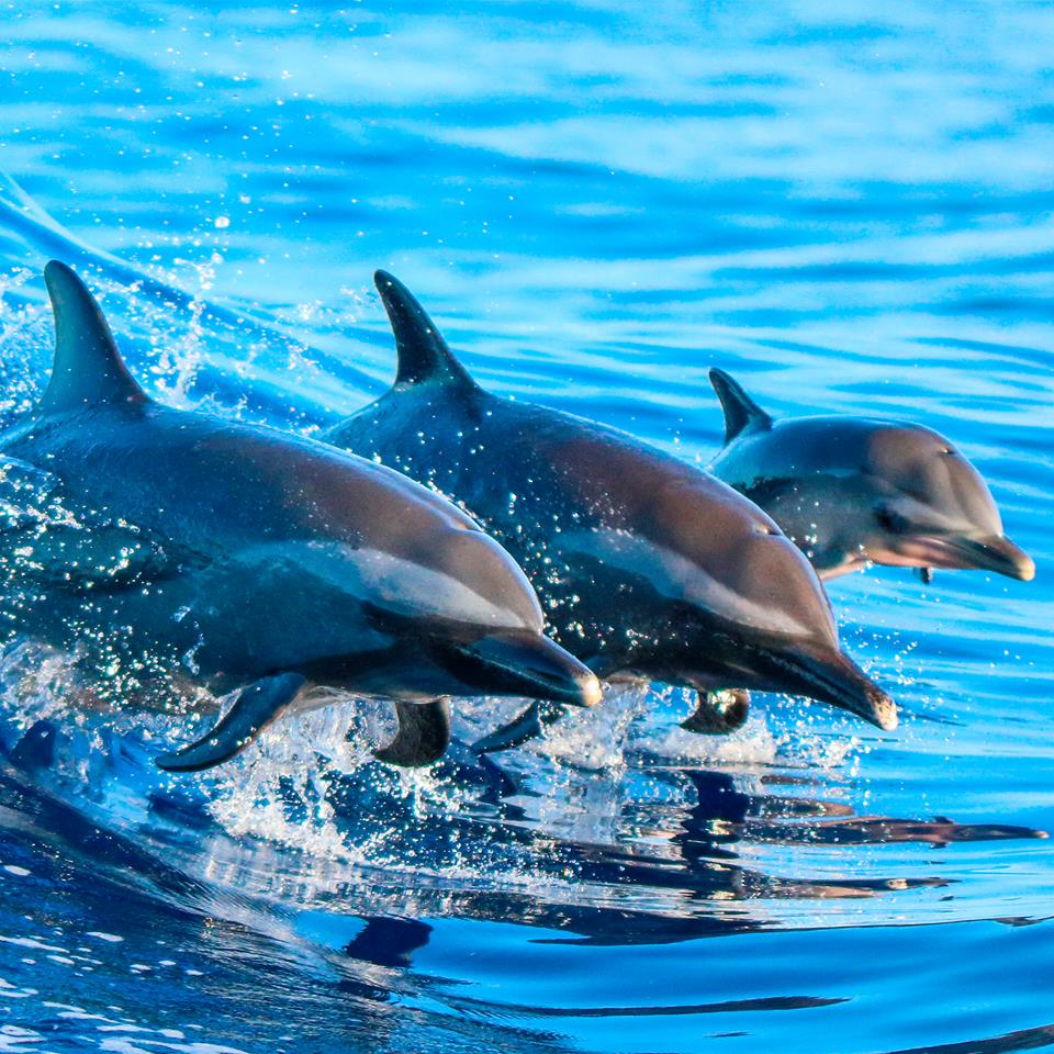 dolphins