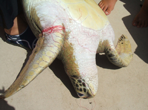 turtle caught in discarded monofilament fishing line